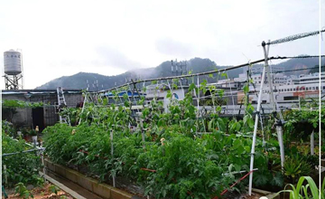 聽說了嗎，多米居然開始搞副業(yè)了？