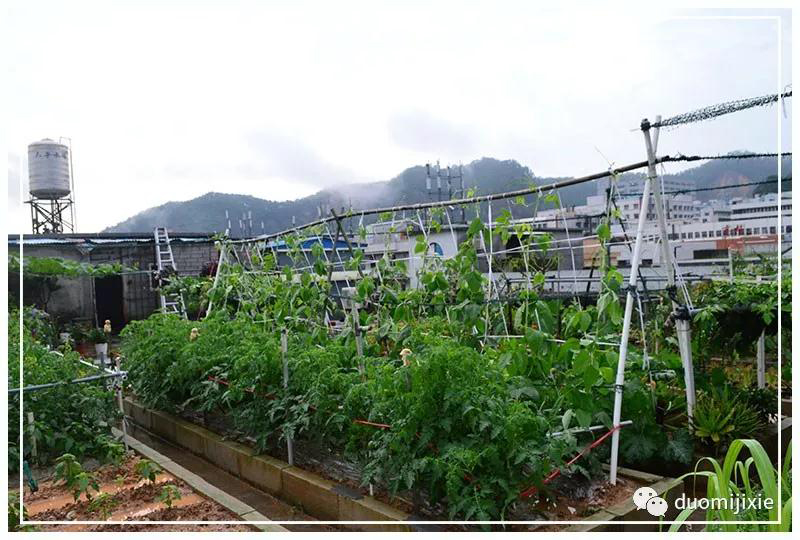 聽說了嗎，多米居然開始搞副業(yè)了？